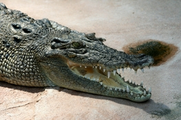 Landing crocodile crocodylus porosus amk2