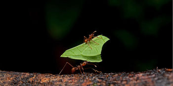 Landing 800px leafcutter ants