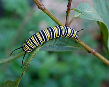 Landing 600px monarch butterfly danaus plexippus caterpillar 2000px