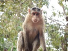 Landing monkey
