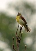 Landing dickcissel singing in the rain  7312757016 