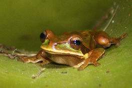 Landing 640px masked tree frog head