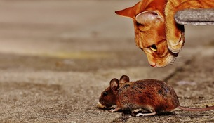 Landing mouse 1907494 960 720