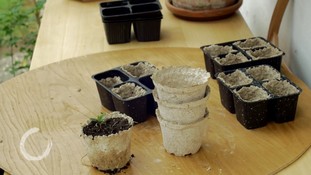 Landing seedling