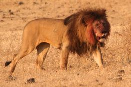 Landing lion ngorongoro crater