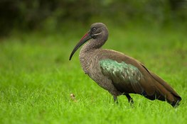 Landing hadeda ibis portrait