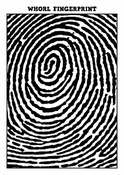 Landing whorl fingerprint 31729