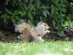Landing squirrel eating nuts in the park