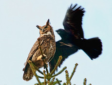 Landing great horned owl crow attack