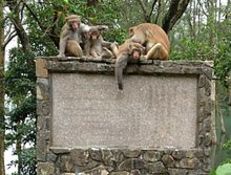 Landing monkey family on a wilson trail monument